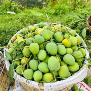 🥭 প্রিমিয়াম সাতক্ষীরার গোবিন্দভোগ আম